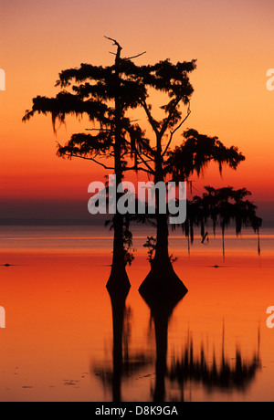 Elk283-4502v Louisiana, Cajun Country, Morgan City, Lake Palourde, sunrise through Spanish moss Stock Photo