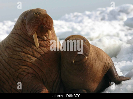 Walrus cow and calf on the ice close up detailed picture. Stock Photo
