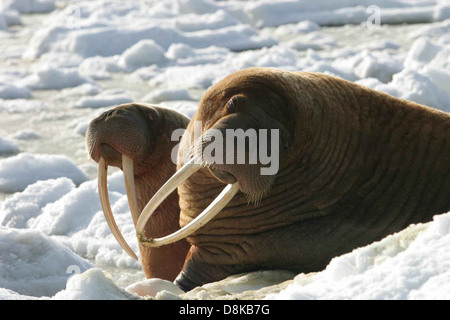 Walrus cow with her young calf on the ice odobenus rosmarus. Stock Photo