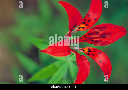 Wood lily plant blossom with narrow spotted bright red petals lilium philadelphicum. Stock Photo