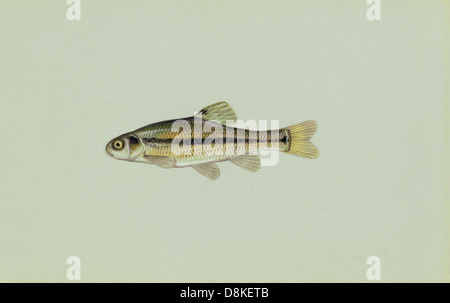 Fathead minnow hi-res stock photography and images - Alamy