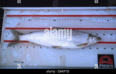Least cisco fish coregonus sardinella. Stock Photo