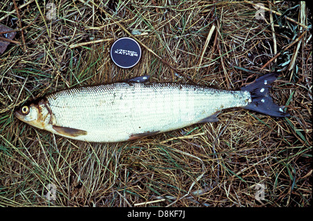 Least cisco fish on grass coregonus sardinella. Stock Photo