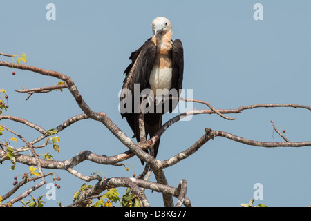 Stock photo of a juvenile Magnificent frigatebird sitting on top of a tree. Stock Photo