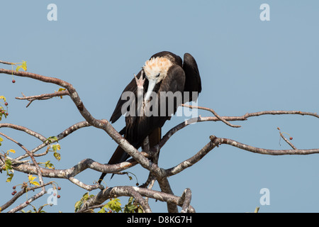Stock photo of a juvenile Magnificent frigatebird sitting on top of a tree. Stock Photo