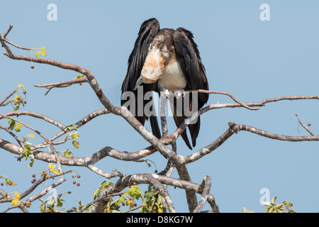 Stock photo of a juvenile Magnificent frigatebird sitting on top of a tree. Stock Photo
