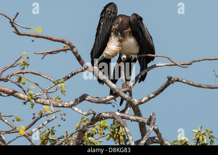 Stock photo of a juvenile Magnificent frigatebird sitting on top of a tree. Stock Photo