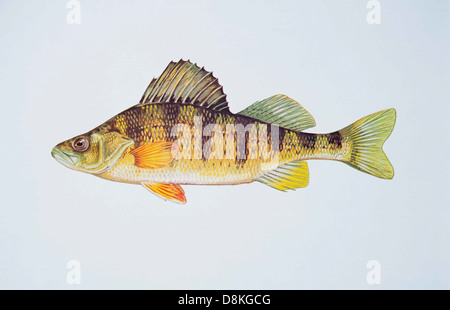 Yellow perch fish perca flavescens. Stock Photo