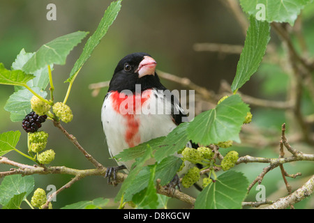 A male rose-breasted grosbeak (Pheucticus ludovicianus) perched in a mulberry tree, High Island, Texas Stock Photo