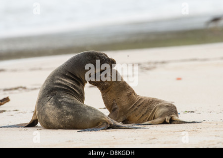 Stock photo of a Galapagos sea lion mom and pup nuzzling on the beach. Stock Photo