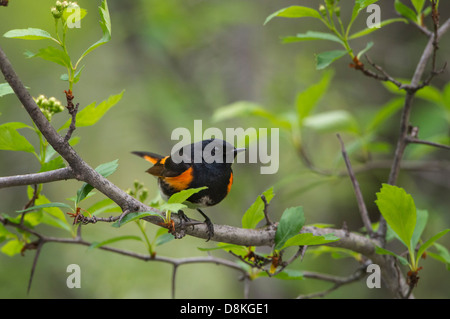 A male american redstart (Setaphaga ruticilla), Lolo Creek, Montana Stock Photo