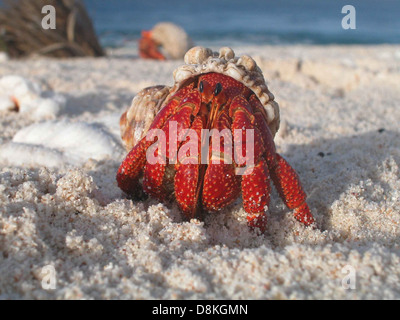 A hermit crab emerges from its shell. Stock Photo