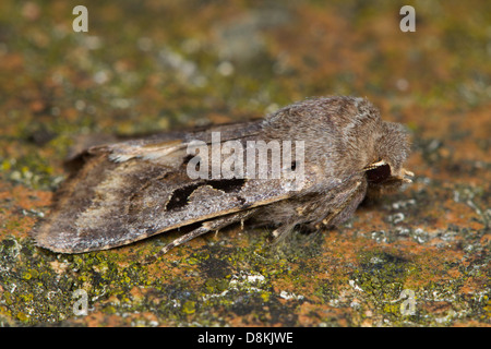 Hebrew Character (Orthosia gothica) Stock Photo