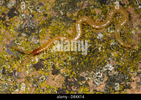 Western Yellow Centipede (Stigmatogaster subterranea) Stock Photo