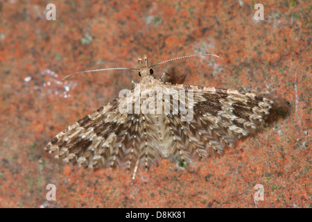 Twenty-plume Moth (Alucita hexadactyla) Stock Photo