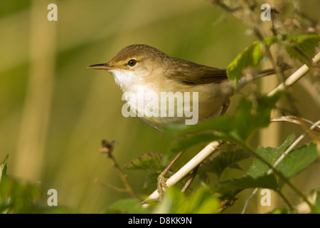 European Reed Warbler (Acrocephalus scirpaceus) skulking in a bramble bush Stock Photo