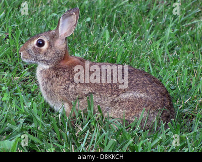This image shows a rabbit sitting in spring grass. The soft, green grass signifies the arrival of spring, a time of renewal and growth. Rabbits are common woodland animals, often seen grazing on grasses and plants in meadows and fields during warmer months. Stock Photo