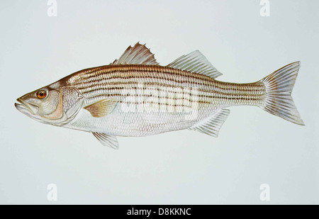 Striped bass morone saxatilis fish.