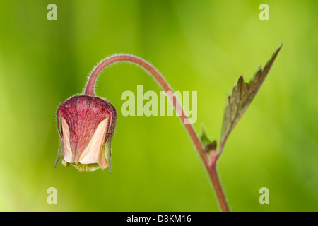 Water Avens (Geum rivale) flower Stock Photo