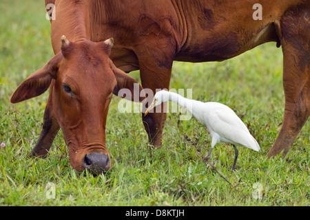 Cattle Egret Bubulcus ibis and Buffalo Stock Photo