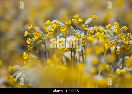 Cowslips Primula veris growing in an organic hay meadow west Norfolk Stock Photo