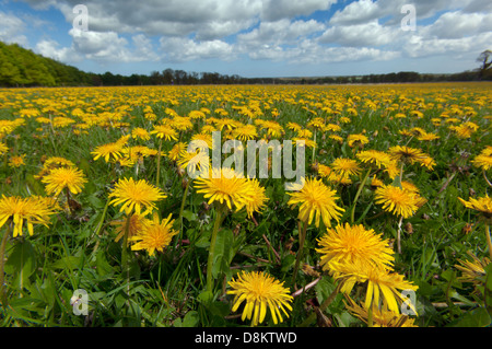 Dandelion Taxaxacum officinale in spring grassland Stock Photo