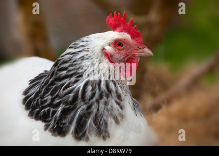 Light Sussex Chicken Rare Breed Stock Photo