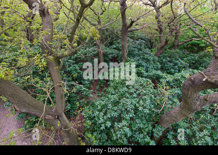 Rhodedendrons invading oak woodland Weybourne Norfolk