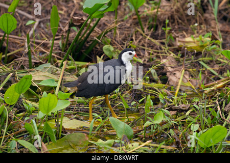 White-breasted Waterhen Amauronis phoenicurus walking on lily pads Stock Photo