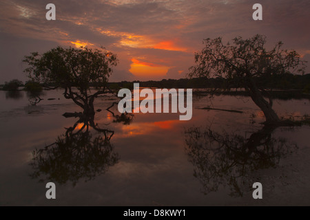 Dawn at Yala National Park Sri Lanka Indian sub-continent Stock Photo