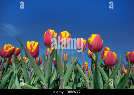 Yellow & red Tulips against blue sky Stock Photo