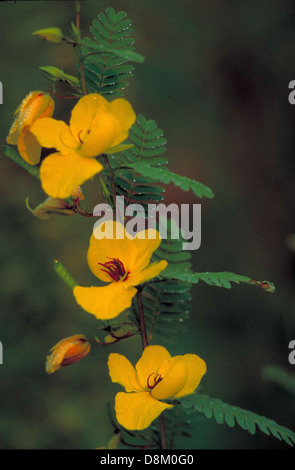 Yellow partridge pea flower with red center cassia fasciculata. Stock Photo