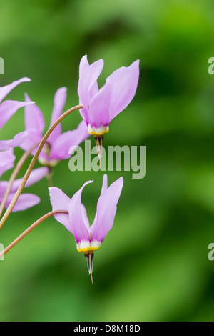 Dodecatheon meadia. Shooting Star. American cowslip flower. UK Stock Photo