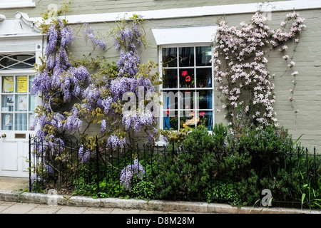 Wisteria and Clematis growing up the side of building in Rye High Street. Stock Photo
