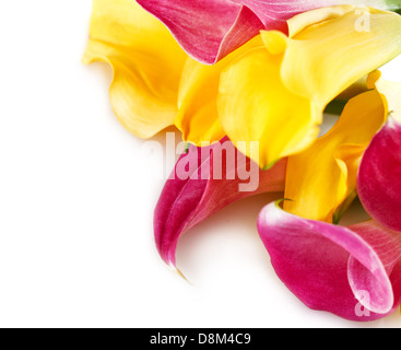 Bunch of yellow and pink cala lilies Stock Photo