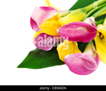 Bunch of yellow and pink cala lilies Stock Photo