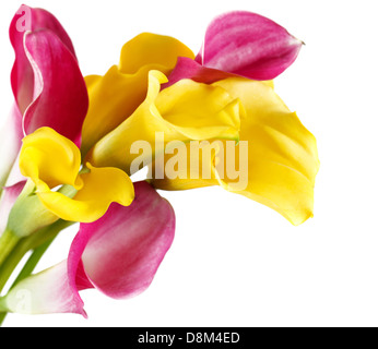 Bunch of yellow and pink cala lilies Stock Photo