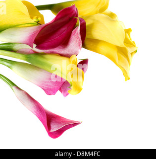 Bunch of yellow and pink cala lilies Stock Photo