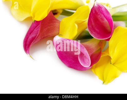 Bunch of yellow and pink cala lilies Stock Photo