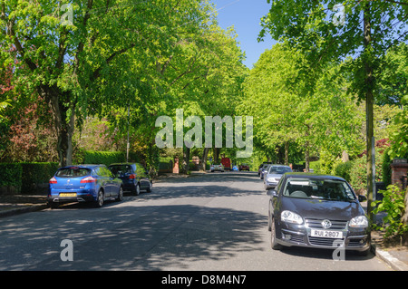 A tree-lined avenue in a suburban part of a city. Stock Photo