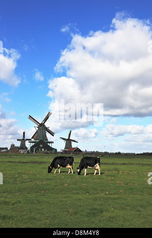 Cows on a pasture with a windmill and farm buildings in the background ...