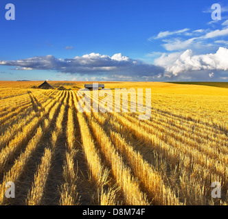 Huge fields of Montana after a harvest Stock Photo