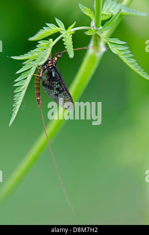 Mayfly Ephemera danica on leaf Stock Photo