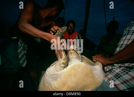 Endangered green sea turtle (Chelonia mydas) captured by Miskito Indian fisherman. Puerto Cabezas, Nicaragua Stock Photo