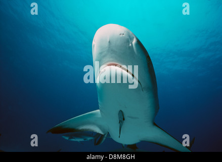 Caribbean reef shark (Carcharhiunus perezi) and symbiotic remora (Echeneis neucrates). Bahamas, Caribbean Sea Stock Photo