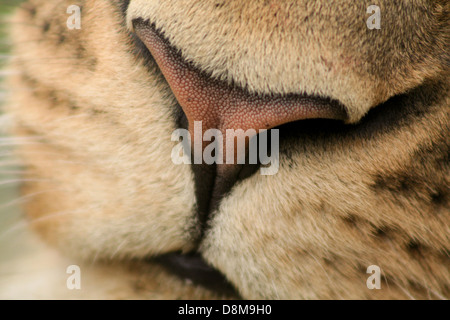 Lion's nose Stock Photo