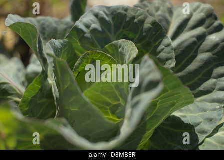 Cabbage growing on farm Stock Photo