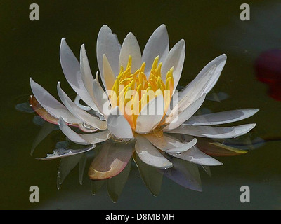 Water lilies float gracefully on water, their large, colorful flowers often blooming on the surface. These aquatic plants are found in ponds, lakes, and other freshwater environments. Stock Photo