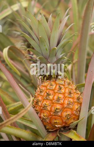 Ripening Pineapple in Open Plantation Field Stock Photo