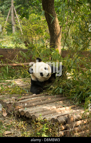 Giant Panda feeding on bamboo in Chengdu Sanctuary China Stock Photo